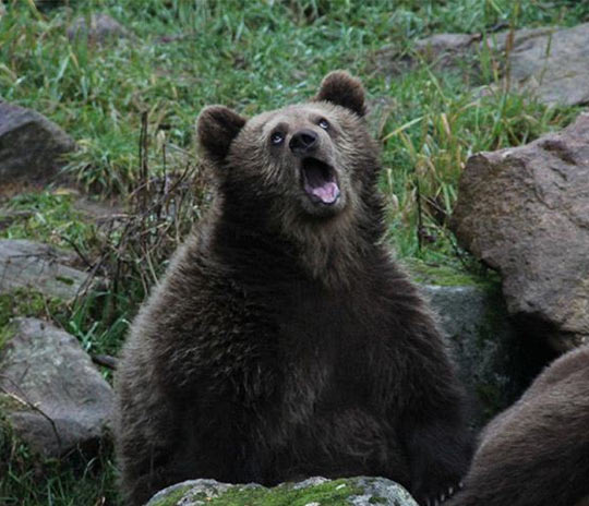 Bear With Screaming Face Funny Picture