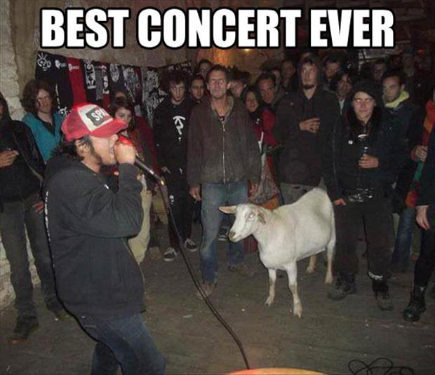 Best Concert Ever Funny Goat Meme Picture For Facebook