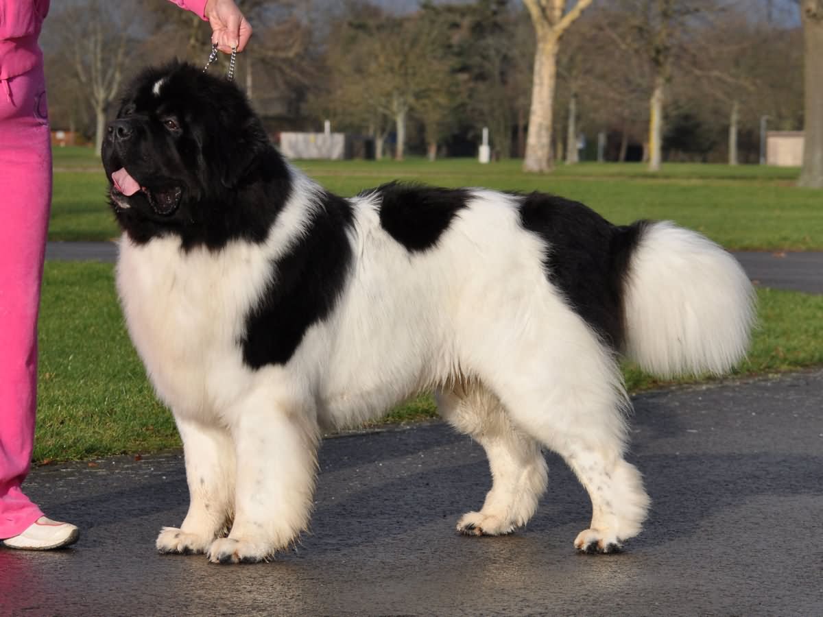 Black And White Long Hair Newfoundland Dog