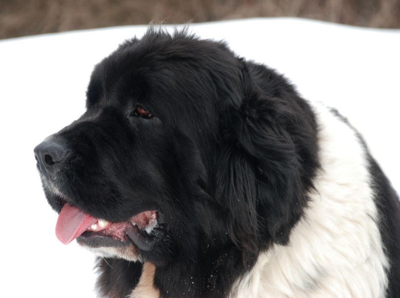 Black And White Newfoundland Dog Face