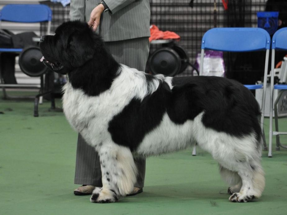Black And White Newfoundland Dog Image