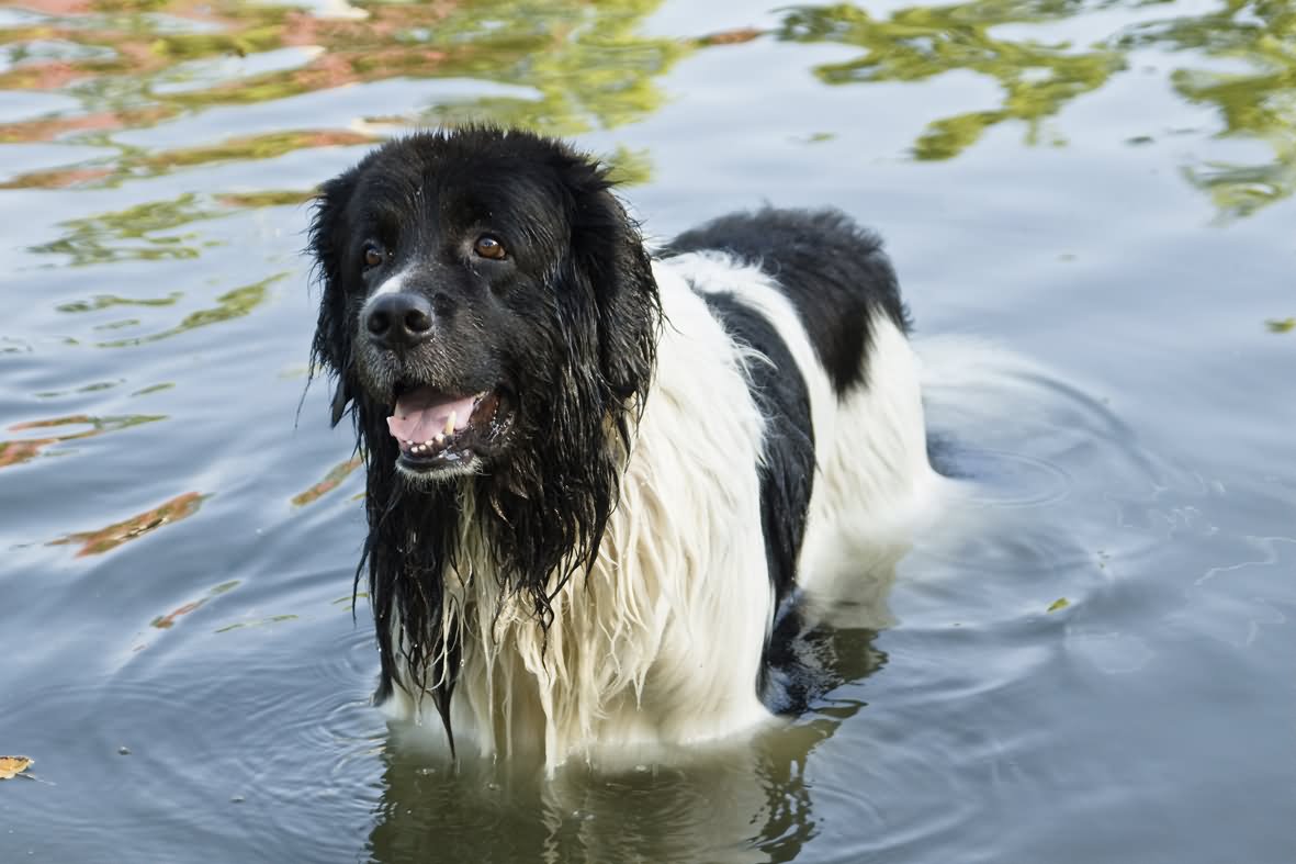 Black And White Newfoundland Dog In Water