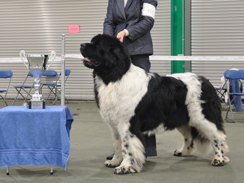 Black And White Newfoundland Dog Show Winner