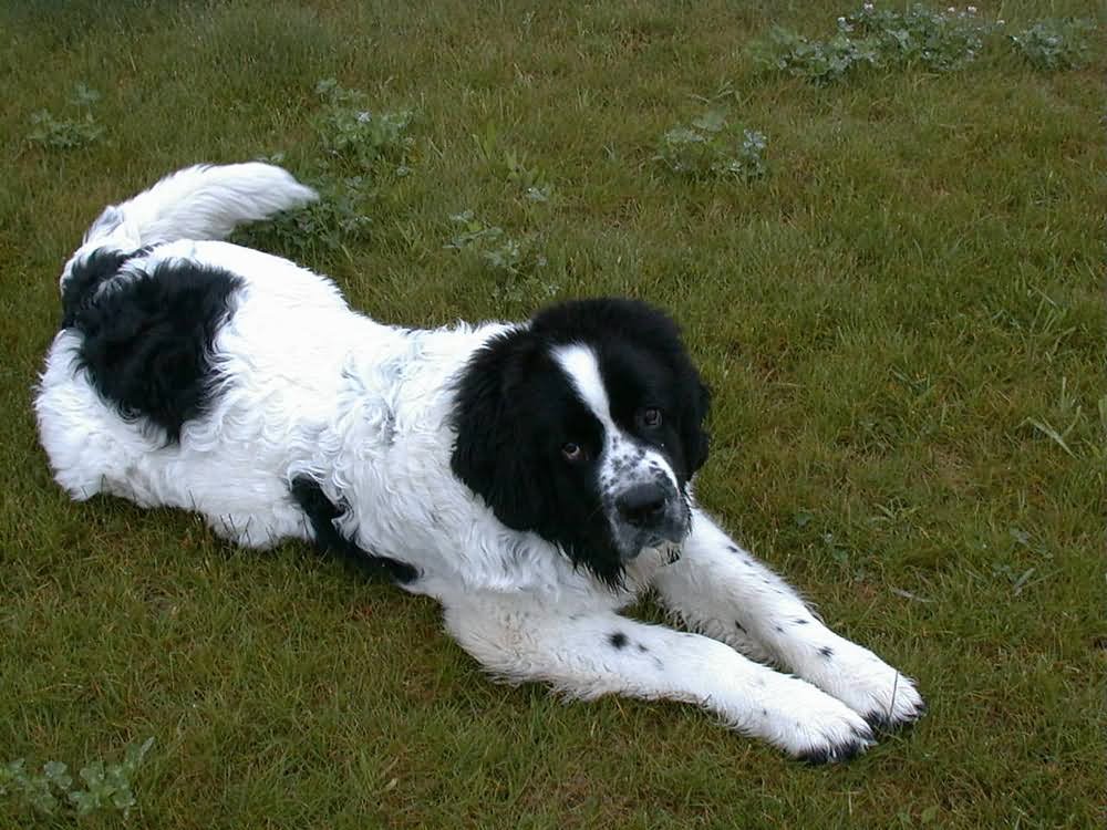 Black And White Newfoundland Dog Sitting On Grass