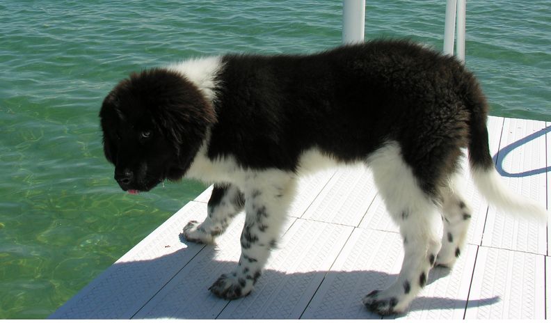 Black And White Newfoundland Puppy Trying To Jump In Water