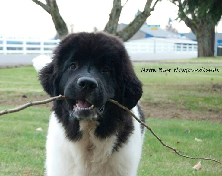 Black And White Newfoundland Puppy With Wooden Stick In Mouth