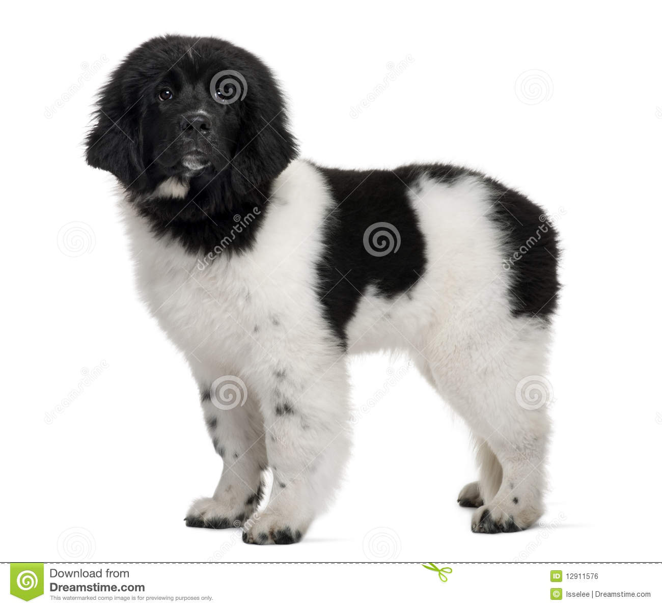 Black And White Newfoundland Puppy