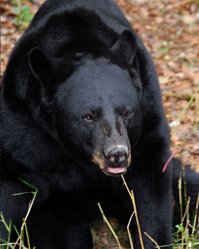 Black Bear With Sad Face Funny Picture