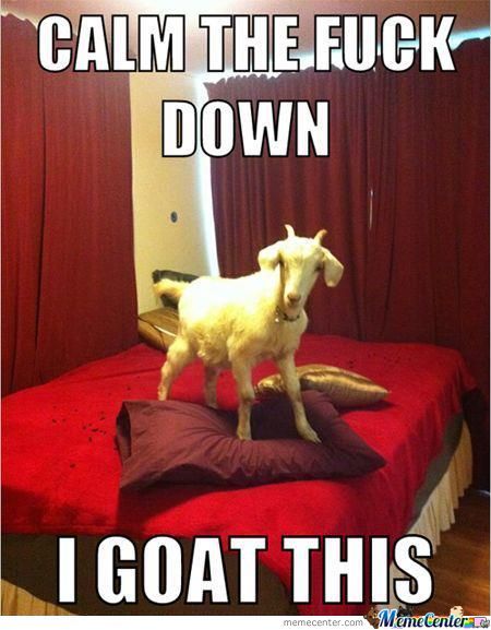 Calm The Fuck Down I Goat This Funny Goat Meme Image