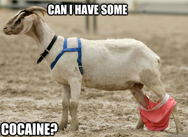 Can I Have Some Cocaine Funny Goat Meme Picture