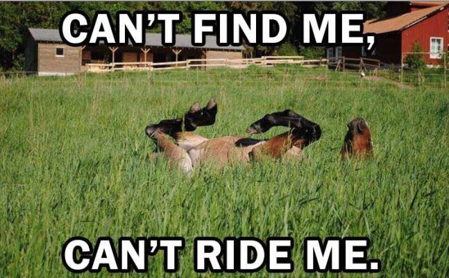 Can’t Find Me Can’t Ride Me Funny Horse Meme Picture