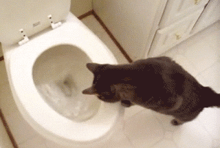 Cat Looking In Toilet Funny Gif Image