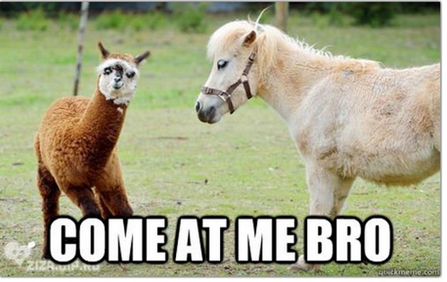 Come At Me Bro Funny Horse Meme Image