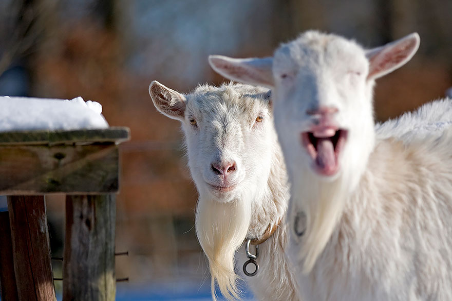 Couple Goat Funny Faces Picture