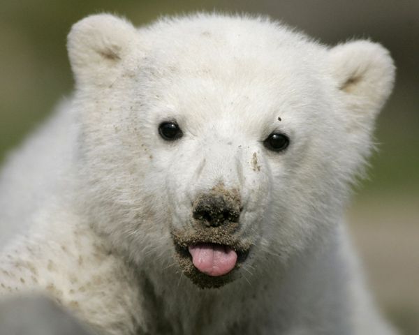 Cub Bear Showing Tongue Funny Face Image