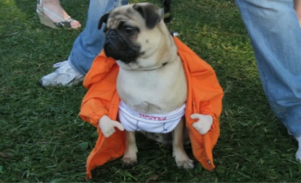 Cute Pet With Flasher Costume Funny Picture