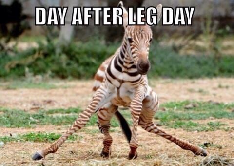 Day After Leg Day Funny Zebra Meme Picture