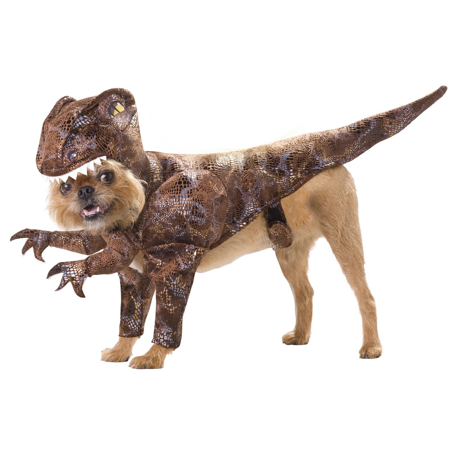 Dinosaur Pet Costume Funny Picture
