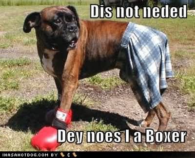 Dis Not Neded Dey Nose I A Boxer Funny Boxing Meme Image