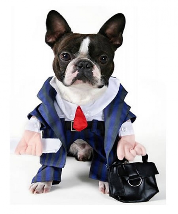 Dog In Businessman Suit Funny Costume Image