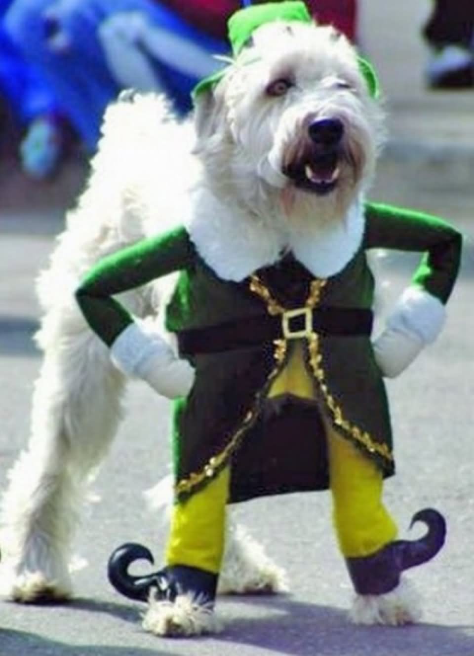 Dog In Halloween Costume Funny Picture