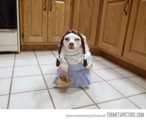 Dog In Little Girl Costume With Basket Funny Picture