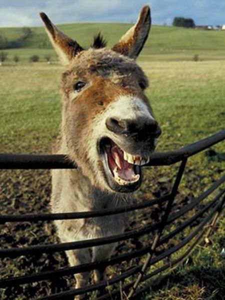 Donkey Crying Face Funny Picture For Facebook