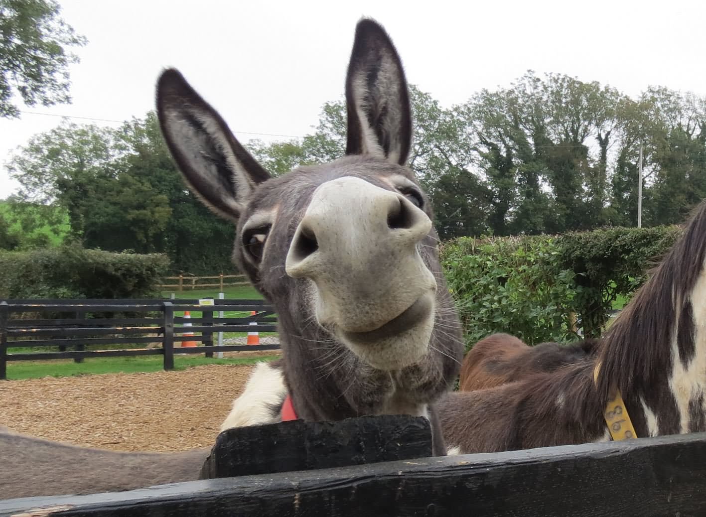 Donkey Smiley Face Funny Picture