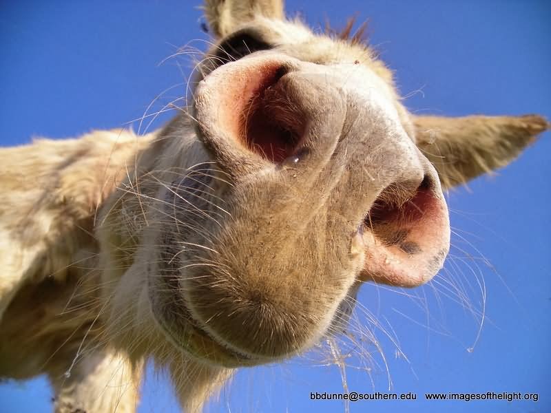 Donkey Very Closeup Face Expression Funny Picture