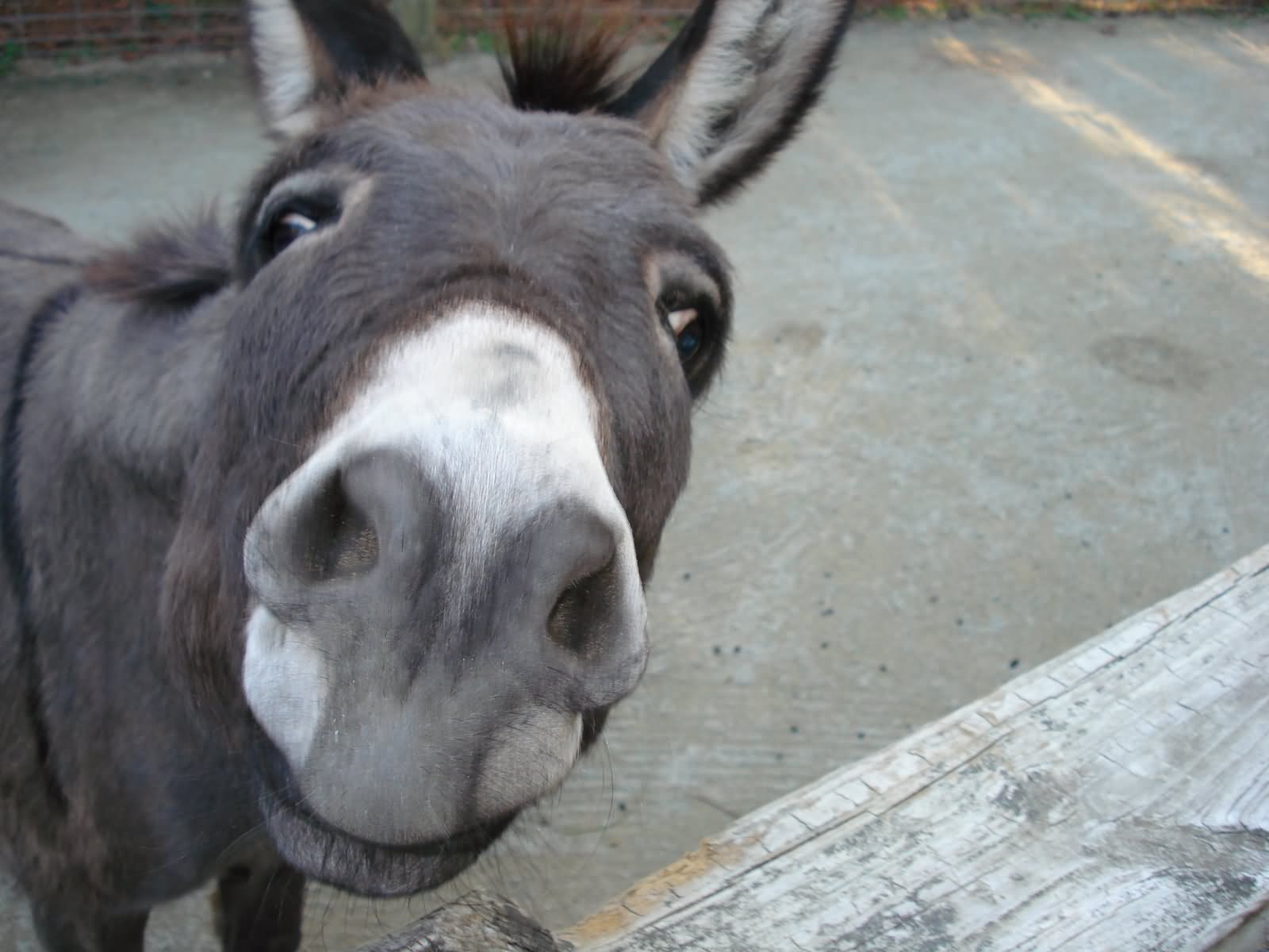 Donkey With Closeup Face Funny Image