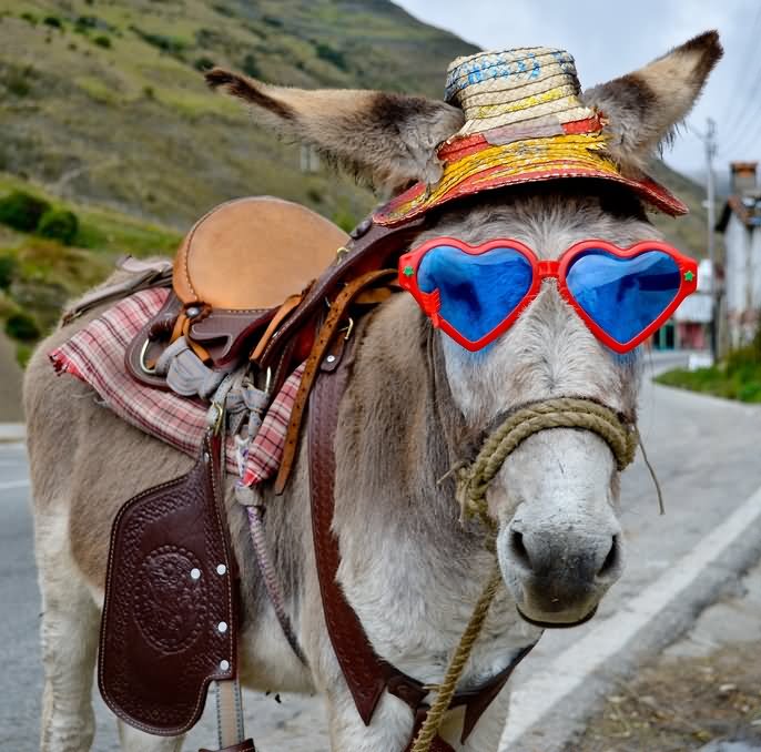 Donkey With Heart Shape Sunglasses Funny Face Picture For Whatsapp