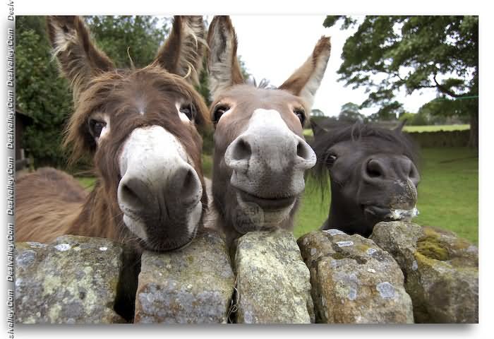 Donkeys With Sad Face Funny Picture