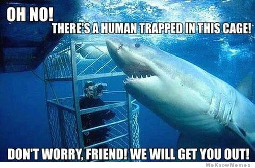 Don’t Worry Friend We Will Get You Out Funny Shark Meme Image