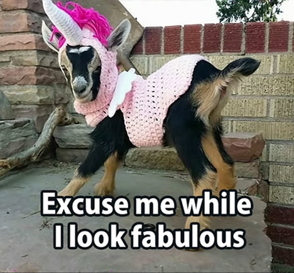 Excuse Me while I Look Fabulous Funny Goat Meme Image