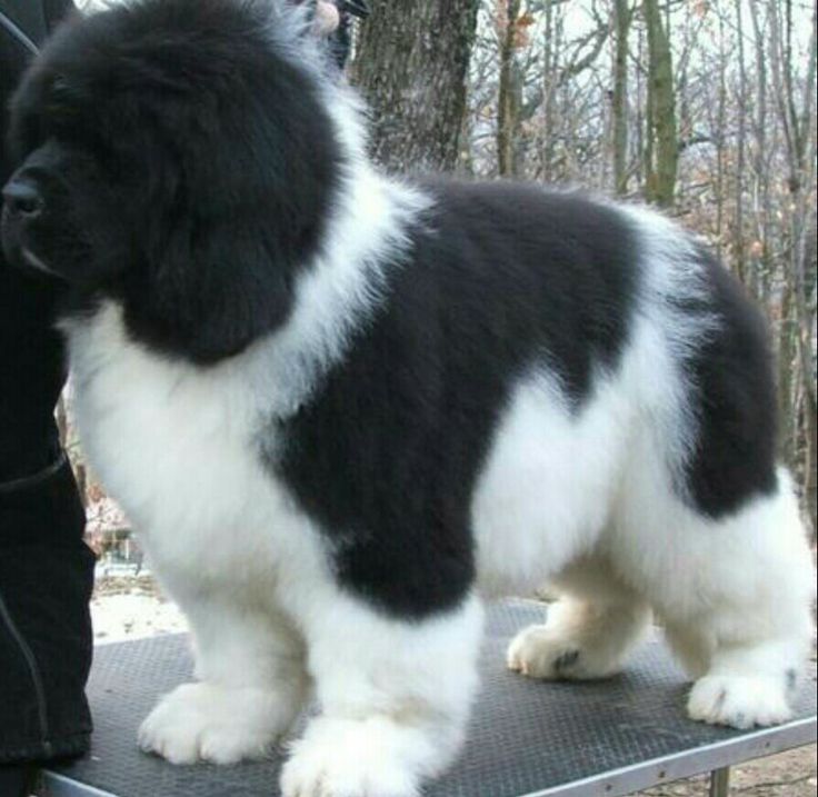 Fluffy Black And White Newfoundland Puppy Standing On Table