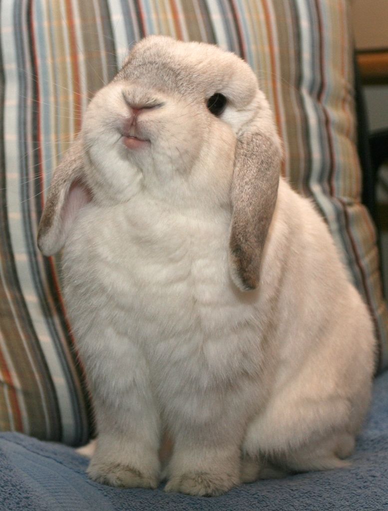 Fluffy Face Rabbit Funny Image