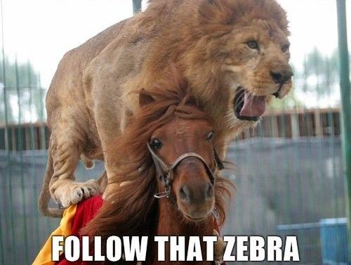 Follow That Zebra Funny Zebra Meme Picture For Whatsapp