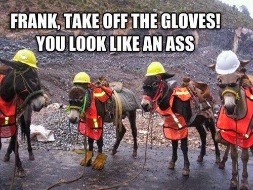 Frank Take Off The Gloves Funny Donkey Meme Image