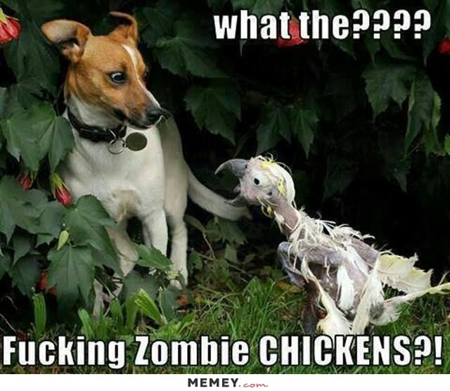 Fucking Zombie Chickens Funny Meme Picture