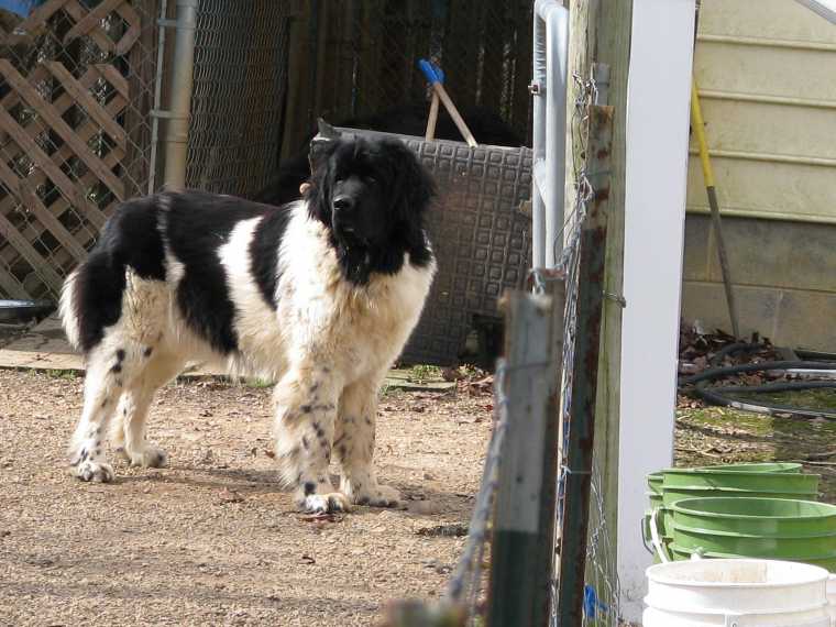 Full Grown Landseer Newfoundland Dog