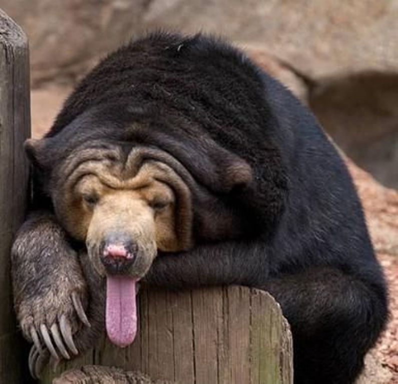 Funny Bear Long Tongue Face Image