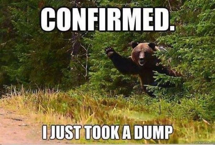 Funny Bear Meme I Just Took A Dump Picture