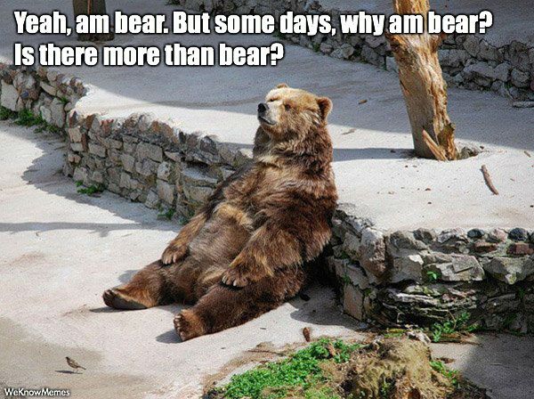 Funny Bear Meme Is There More Than Bear Image