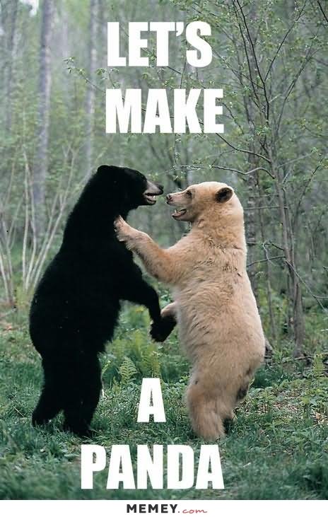 Funny Bear Meme Let's Make A Panda Picture For Whatsapp