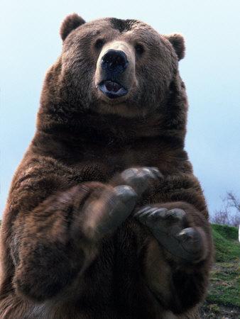Funny Bear Shocking Face Picture