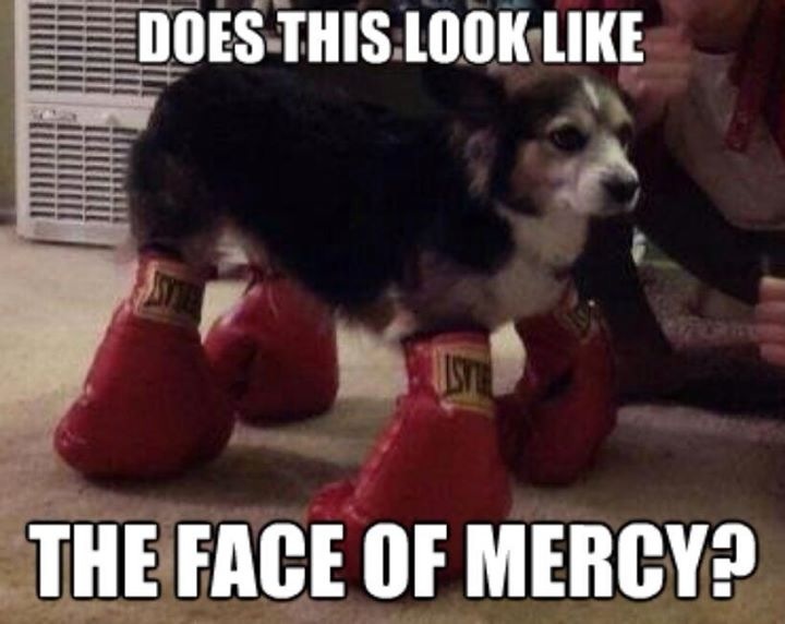 40 Very Funny Boxing Meme Pictures And Photos
