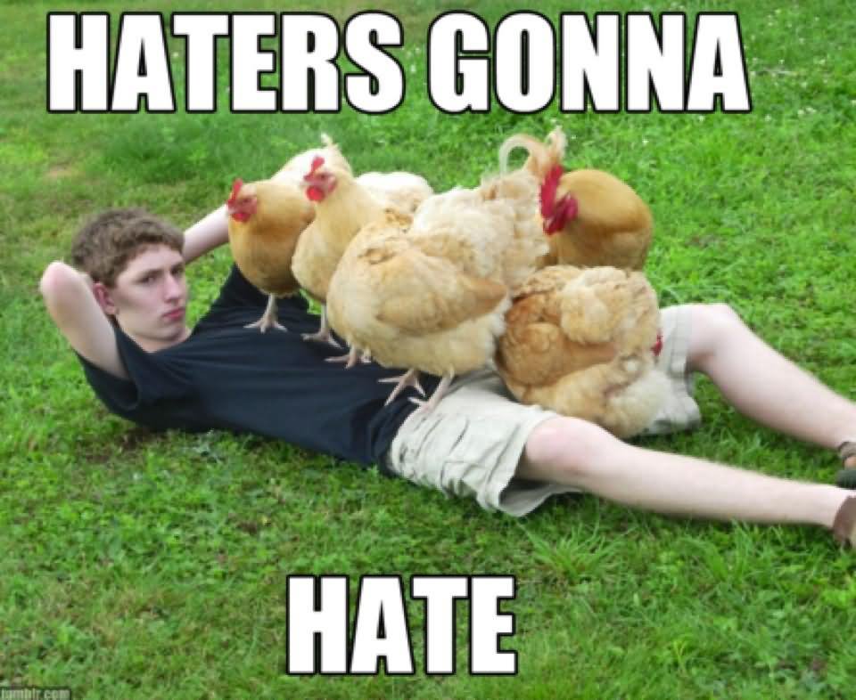 Funny Chicken Meme Haters Gonna Hate Picture For Whatsapp