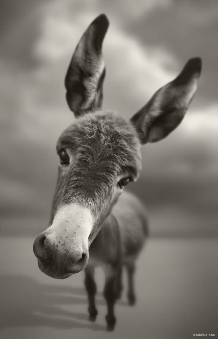 Funny Cute Donkey Face Image