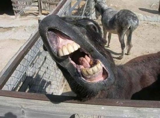 Funny Donkey Laughing Face Image
