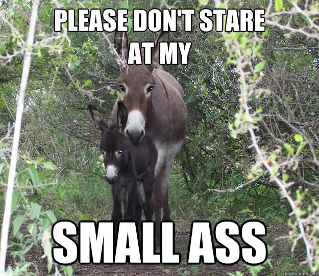 Funny Donkey Meme Please Don't Stare At My Small Ass Photo
